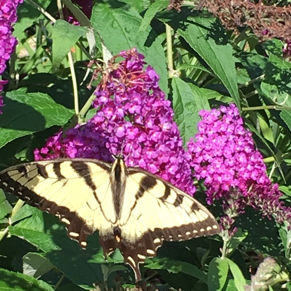 Meet your Posher, Sally - Picture 1 of 1